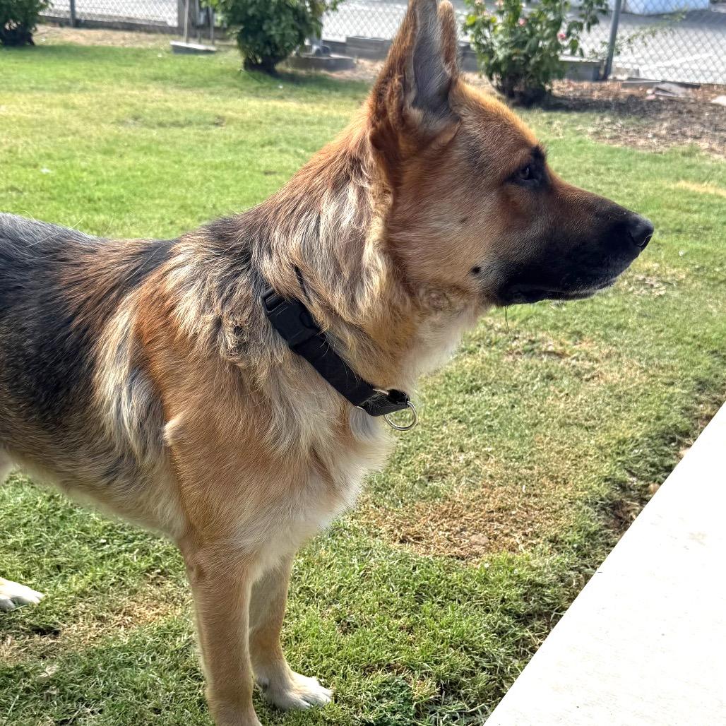 Enlarge Ceasar, a Adoptable German Shepherd Dog in Fresno, CA image 5/6
