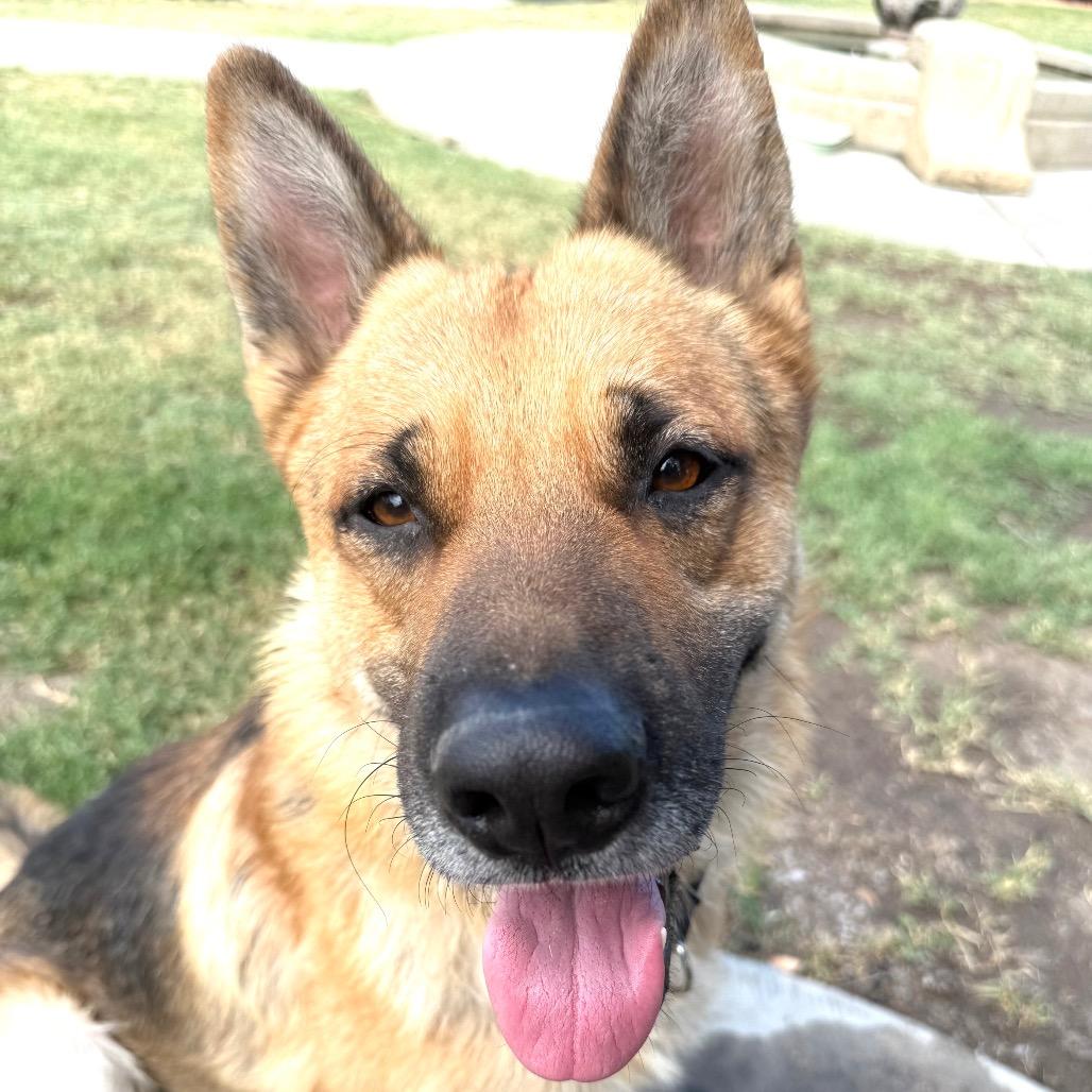 Enlarge Ceasar, a Adoptable German Shepherd Dog in Fresno, CA image 6/6