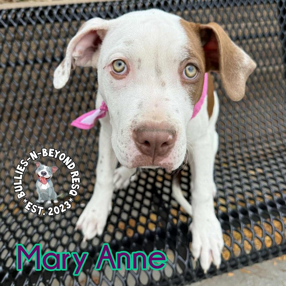 Enlarge The Chicks litter: Mary Anne, a Adoptable Staffordshire Bull Terrier in Omaha, NE image 1/6