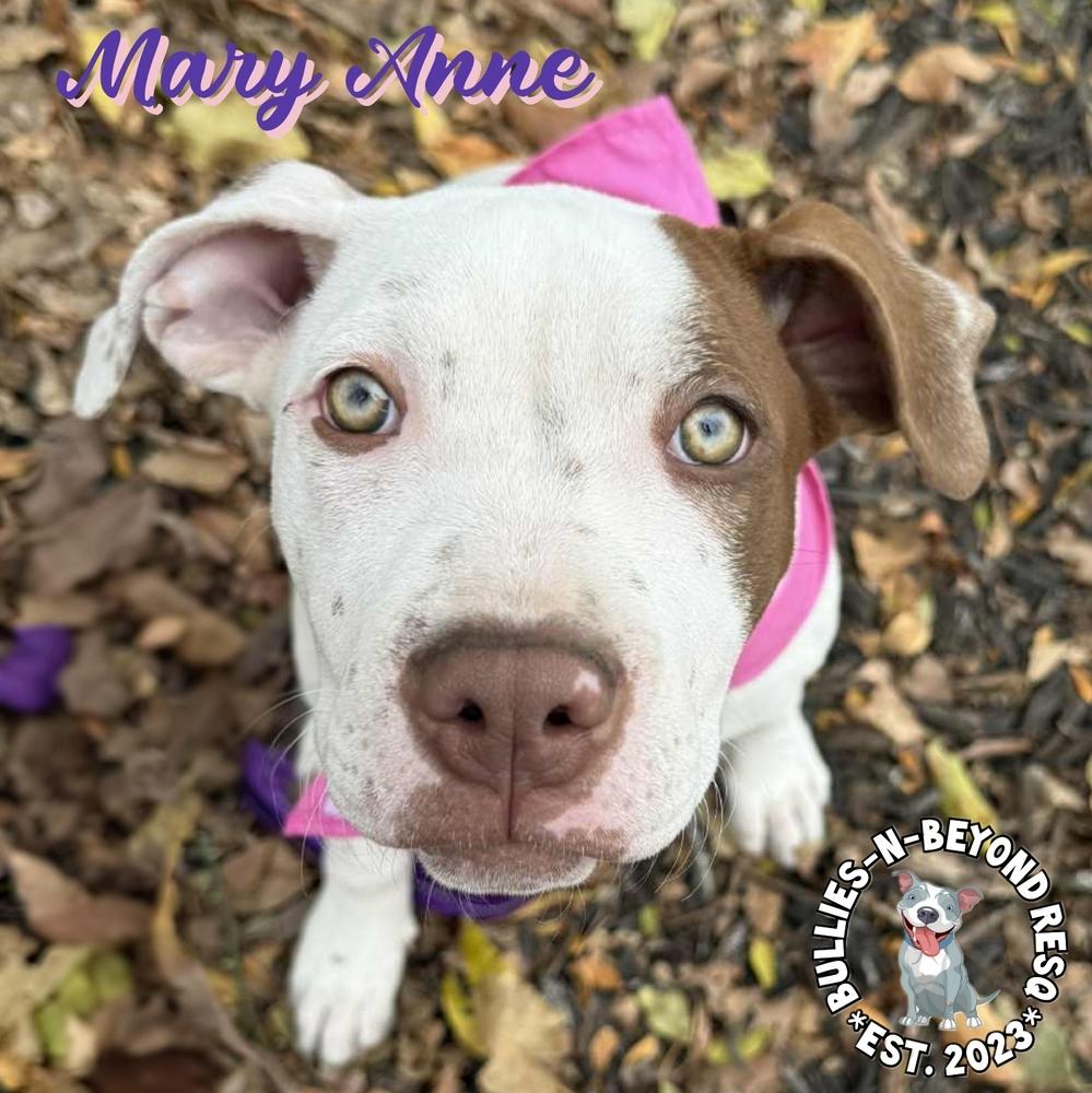 Enlarge The Chicks litter: Mary Anne, a Adoptable Staffordshire Bull Terrier in Omaha, NE image 2/6