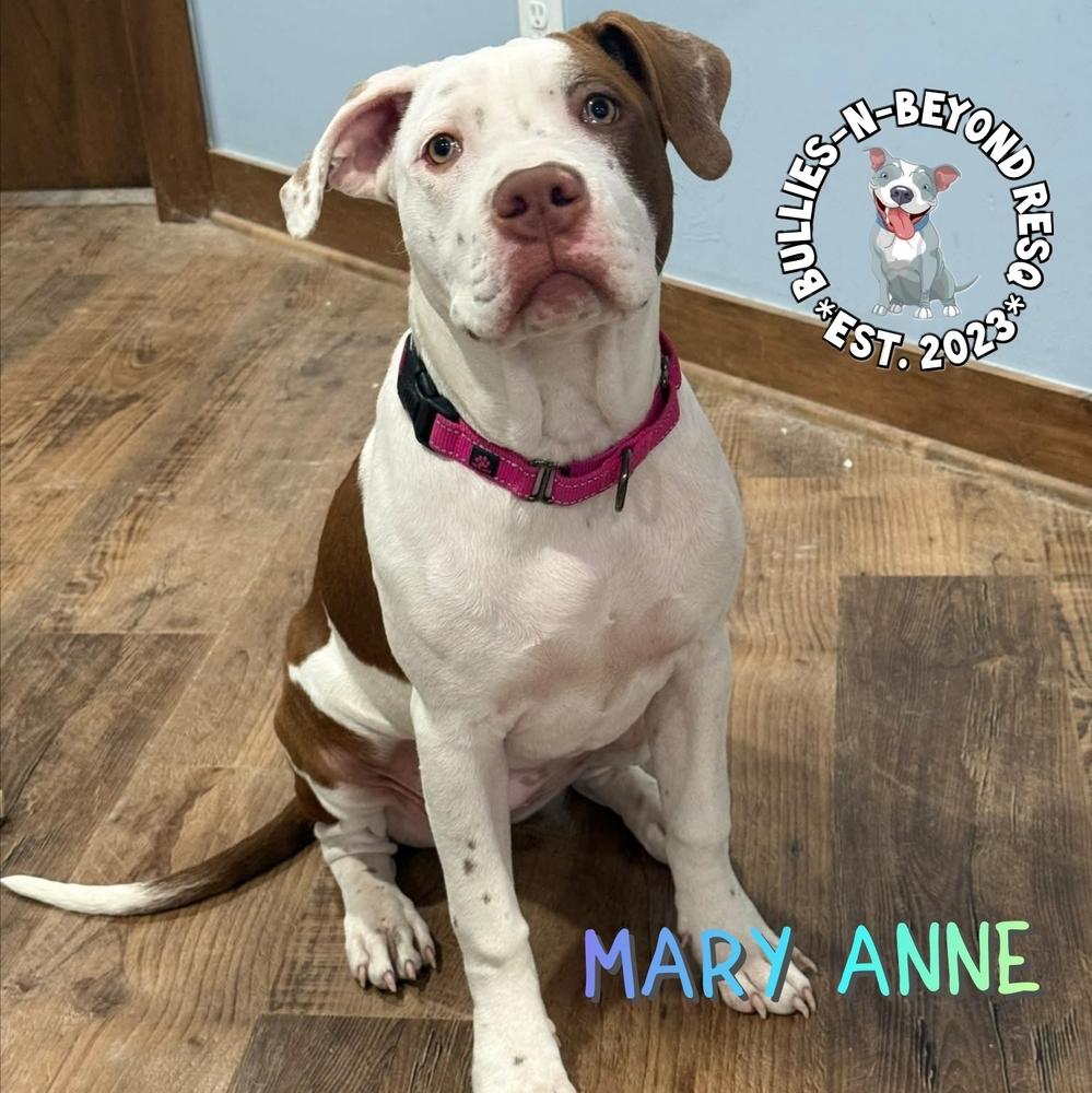 Enlarge The Chicks litter: Mary Anne, a Adoptable Staffordshire Bull Terrier in Omaha, NE image 3/6