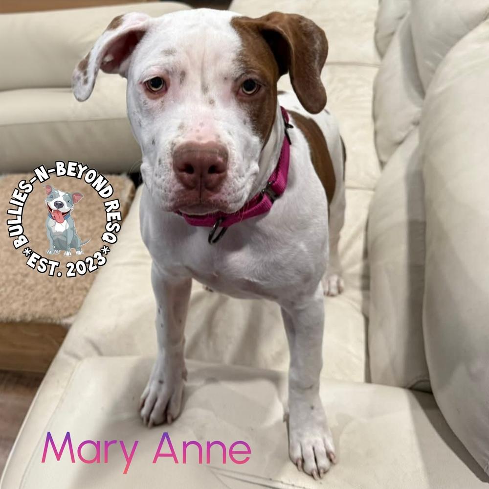 Enlarge The Chicks litter: Mary Anne, a Adoptable Staffordshire Bull Terrier in Omaha, NE image 4/6