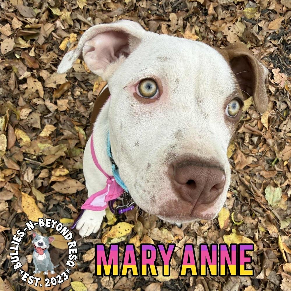 Enlarge The Chicks litter: Mary Anne, a Adoptable Staffordshire Bull Terrier in Omaha, NE image 5/6