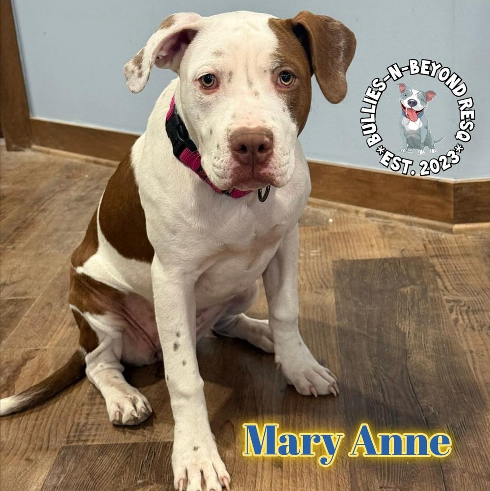 Enlarge The Chicks litter: Mary Anne, a Adoptable Staffordshire Bull Terrier in Omaha, NE image 6/6