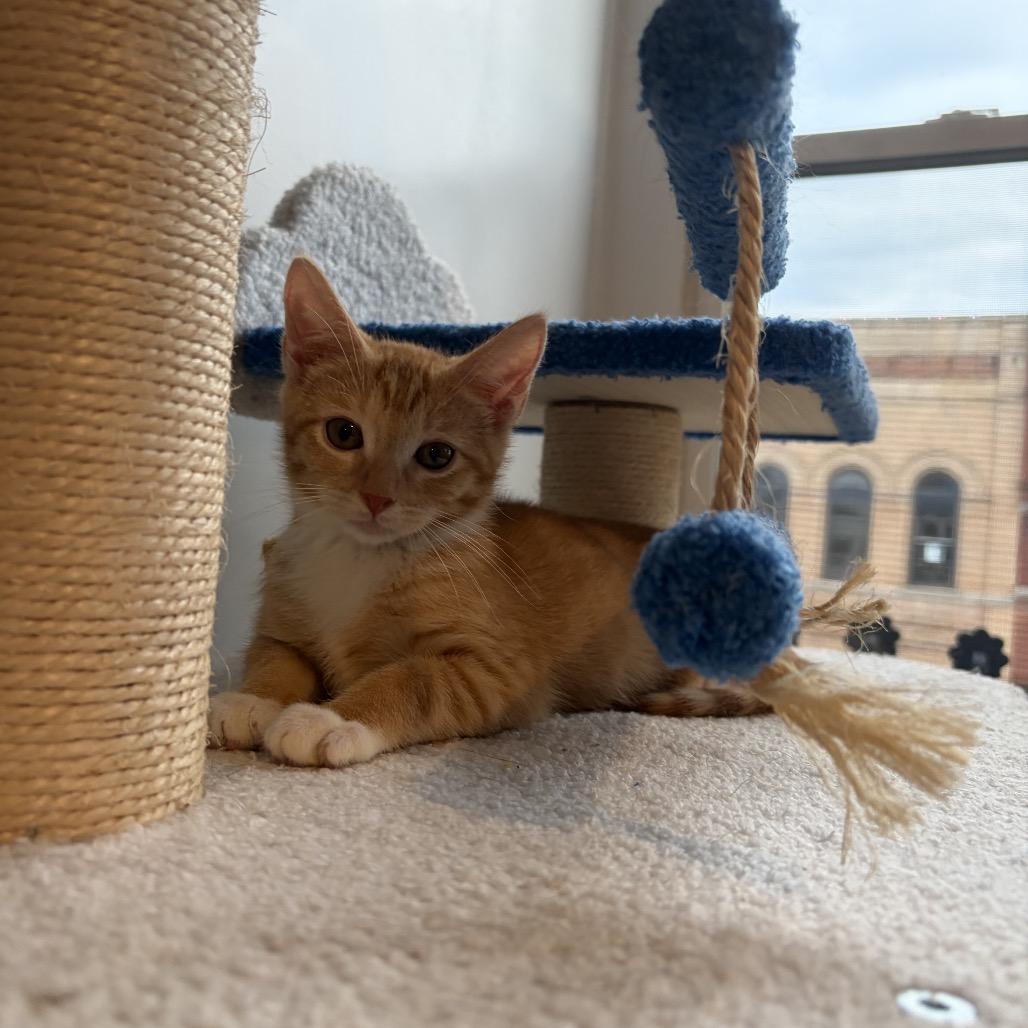 Tony, Adoptable, Kitten Male Domestic Short Hair.