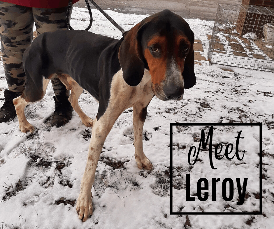 Enlarge Leroy, a Adoptable Coonhound in Marion, IN image 1/2