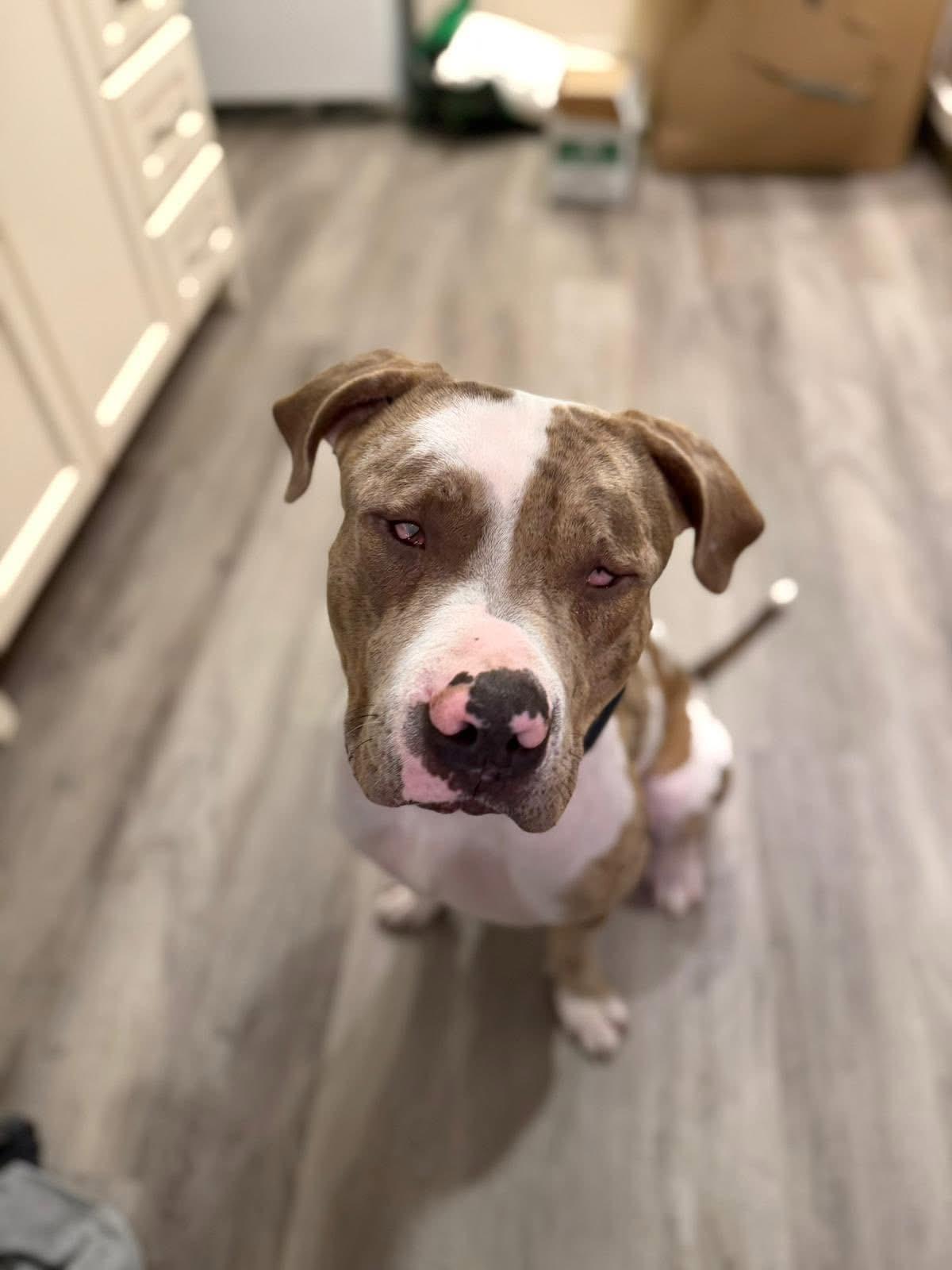 Cece, an adopted American Bully in Oakville, ON image 1/5