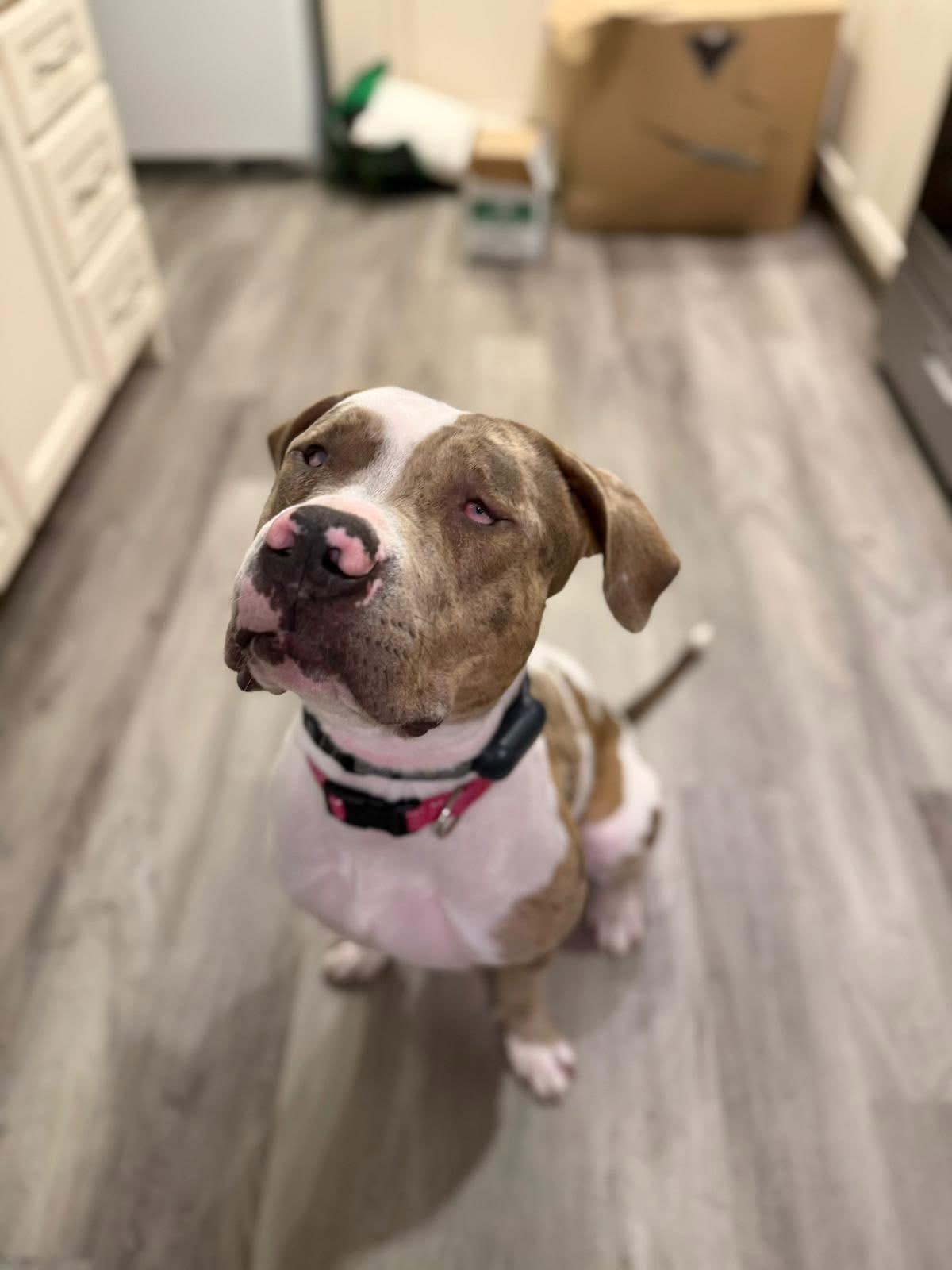 Cece, an adopted American Bully in Oakville, ON image 2/5