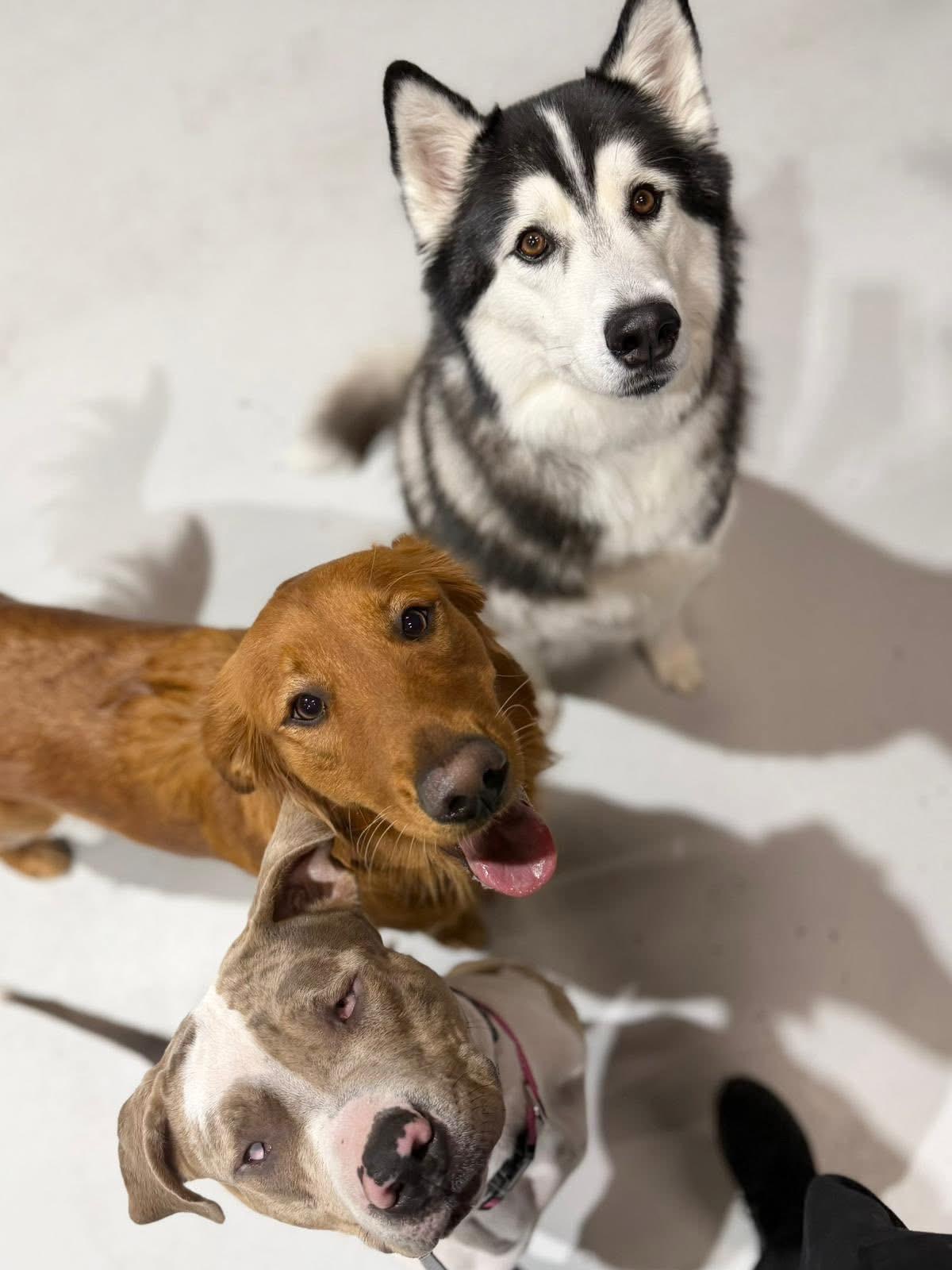 Cece, an adopted American Bully in Oakville, ON image 3/5