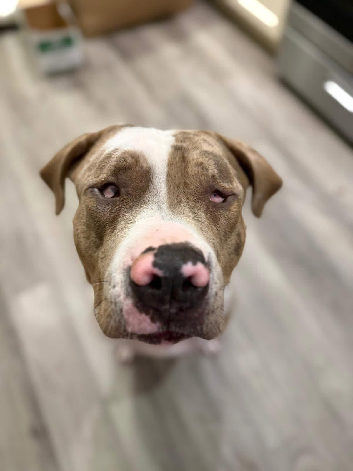 Cece, an adopted American Bully in Oakville, ON image 4/5