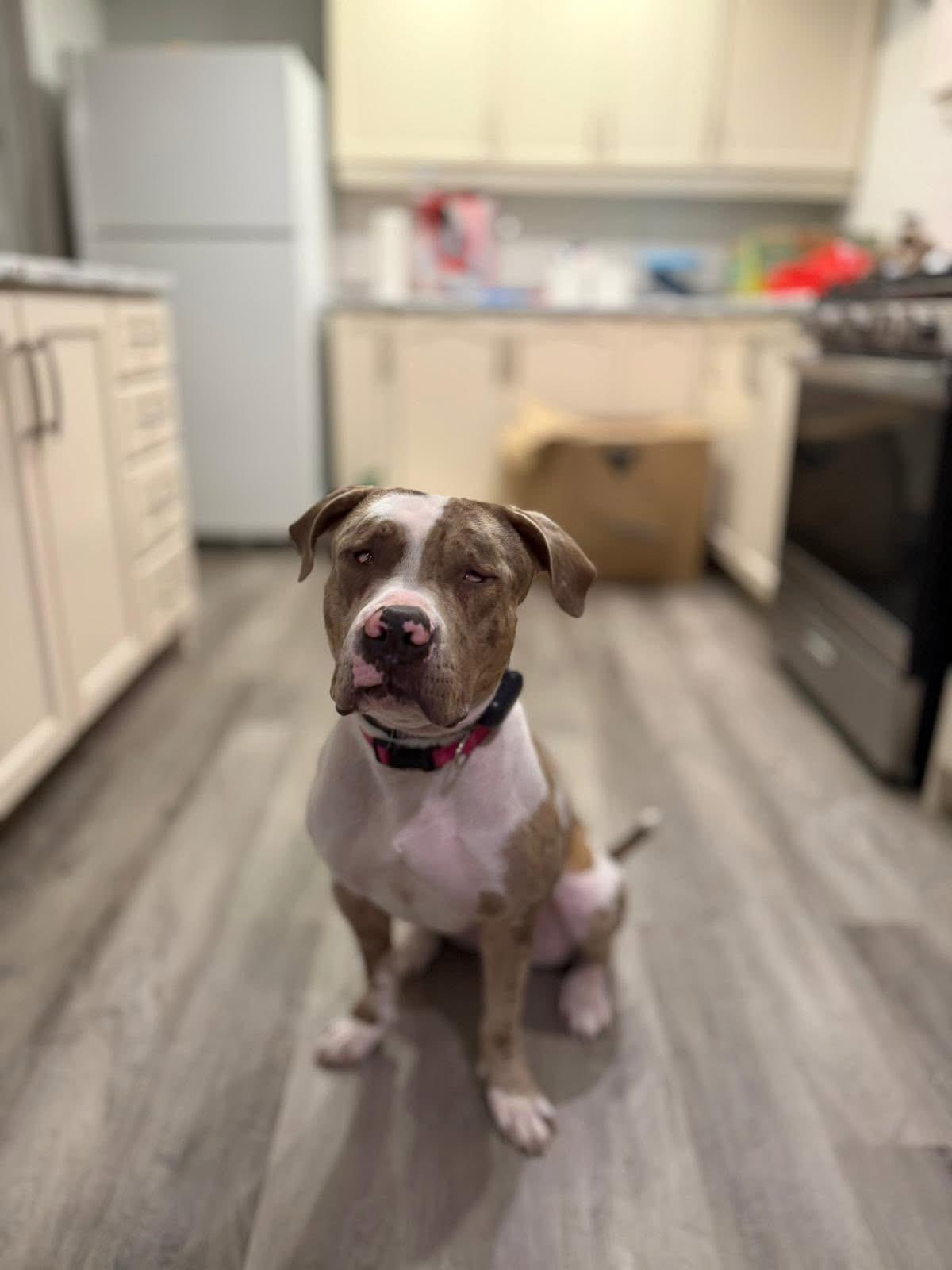 Cece, an adopted American Bully in Oakville, ON image 5/5