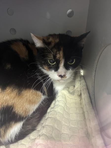 Cookie, Adoptable, Adult Female Domestic Short Hair.