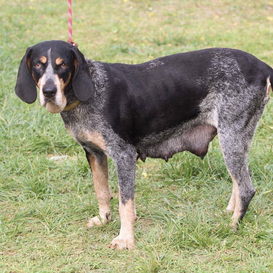 Enlarge Carolina Gold, a Adoptable Bluetick Coonhound in Jamaica Plain, MA image 4/6