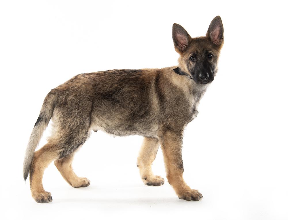 Enlarge Sarge, an adopted mixed breed in Utica, NY image 2/5
