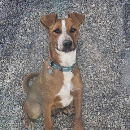 Milo, Adoptable, Puppy Male Doberman Pinscher & Cattle Dog.