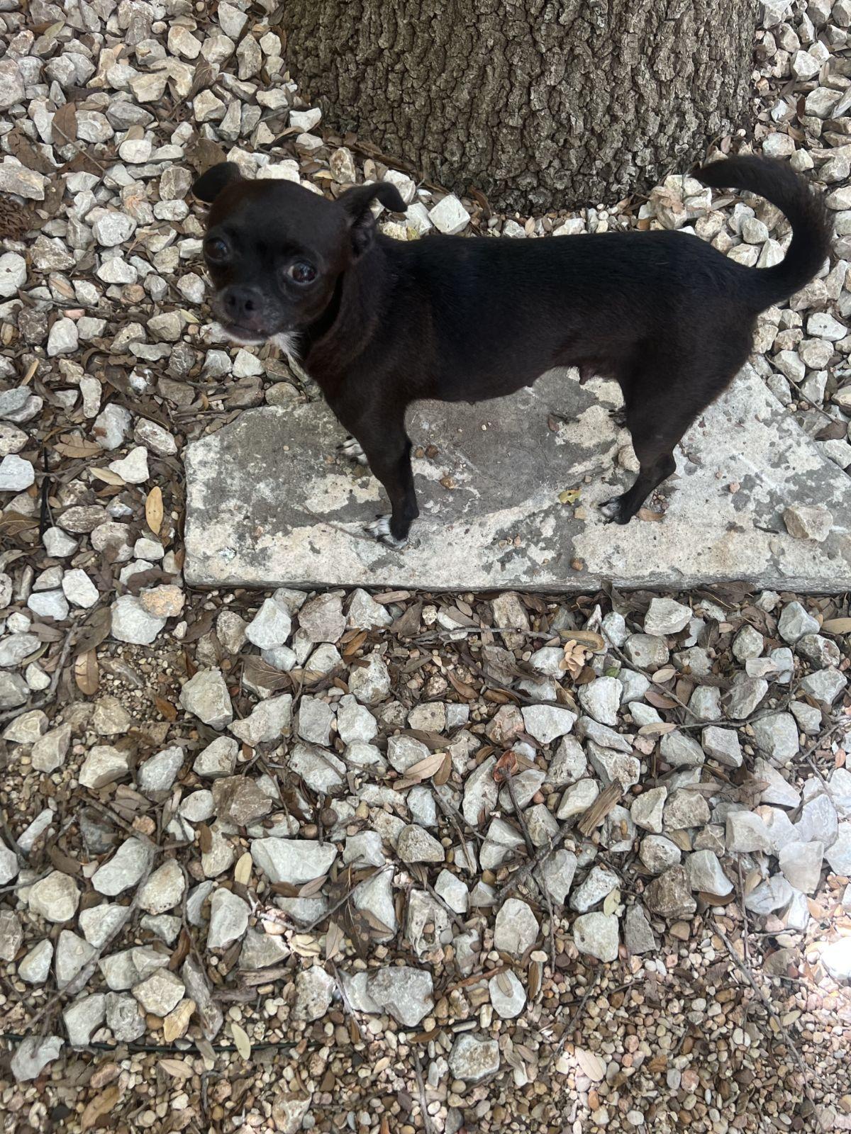 Harlow, Adoptable, Adult Female Chihuahua.