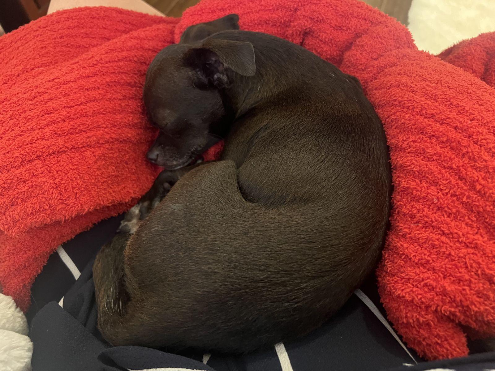 Enlarge Harlow, a Adoptable Chihuahua in Austin, TX image 2/6