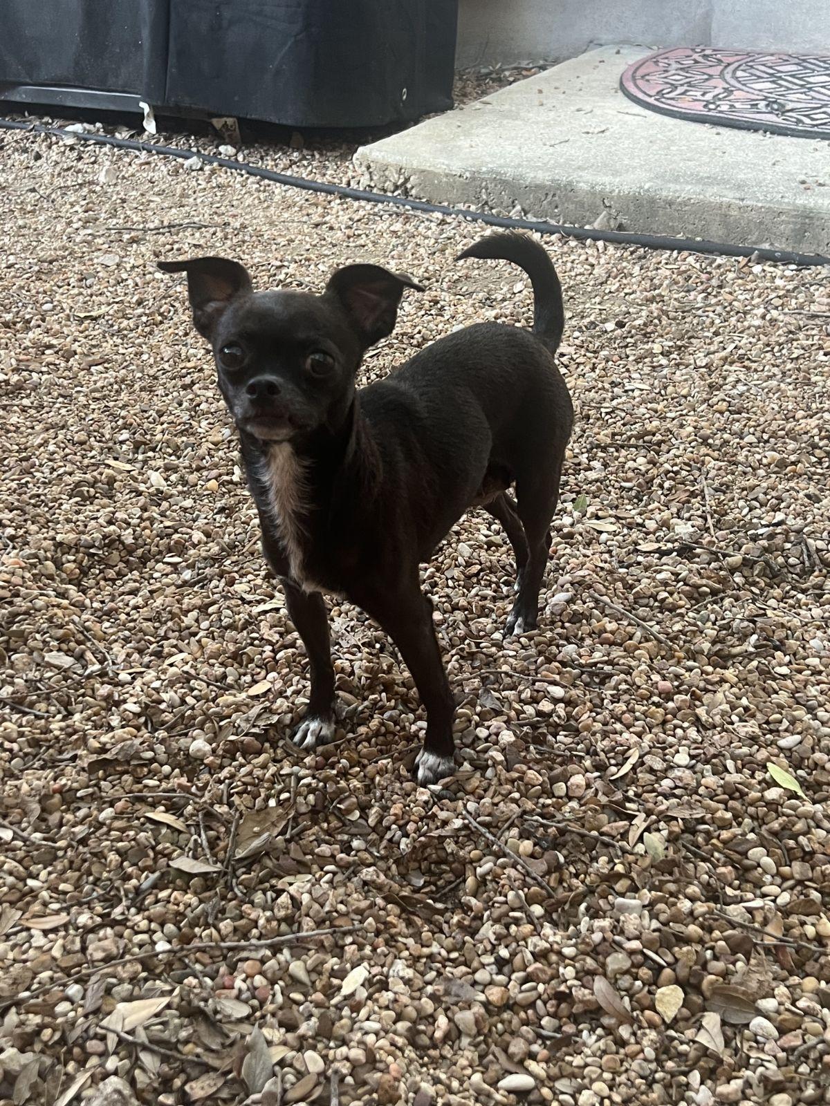 Enlarge Harlow, a Adoptable Chihuahua in Austin, TX image 3/6