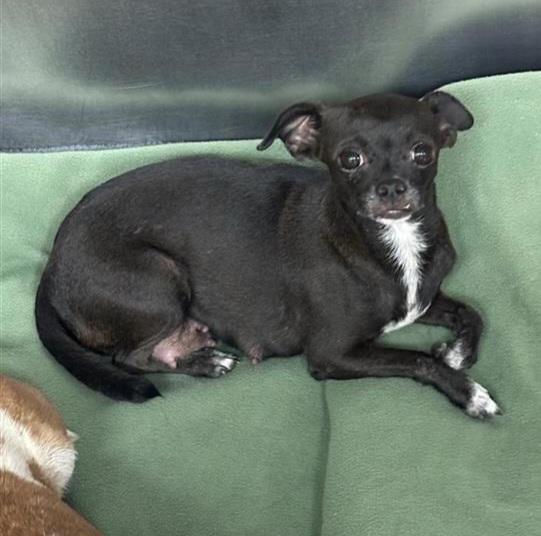 Enlarge Harlow, a Adoptable Chihuahua in Austin, TX image 4/6