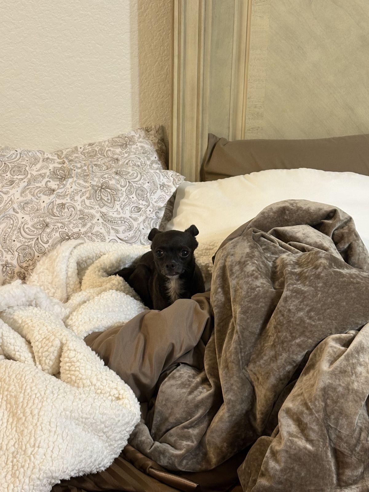 Enlarge Harlow, a Adoptable Chihuahua in Austin, TX image 5/6