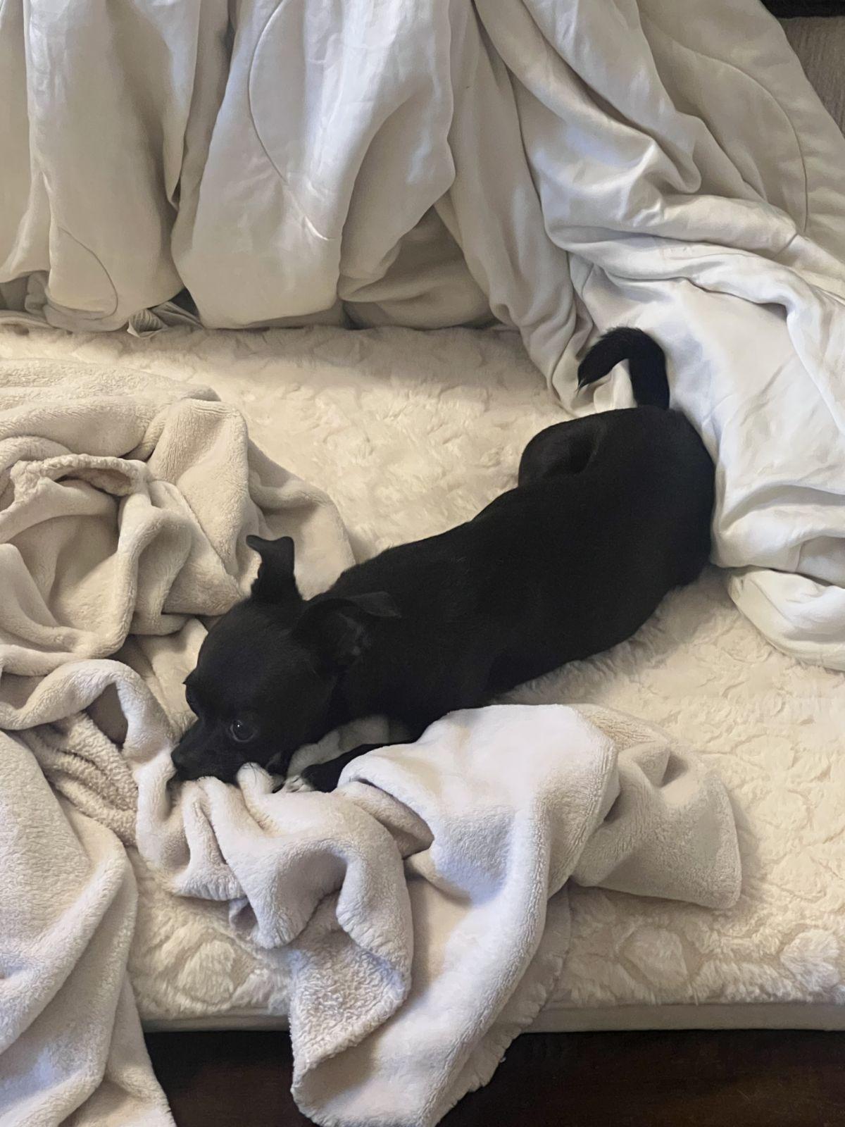 Enlarge Harlow, a Adoptable Chihuahua in Austin, TX image 6/6