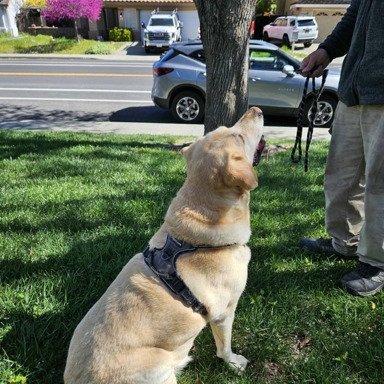 Enlarge Daisy, an adopted Labrador Retriever in San Francisco, CA image 2/4