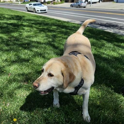 Enlarge Daisy, an adopted Labrador Retriever in San Francisco, CA image 4/4