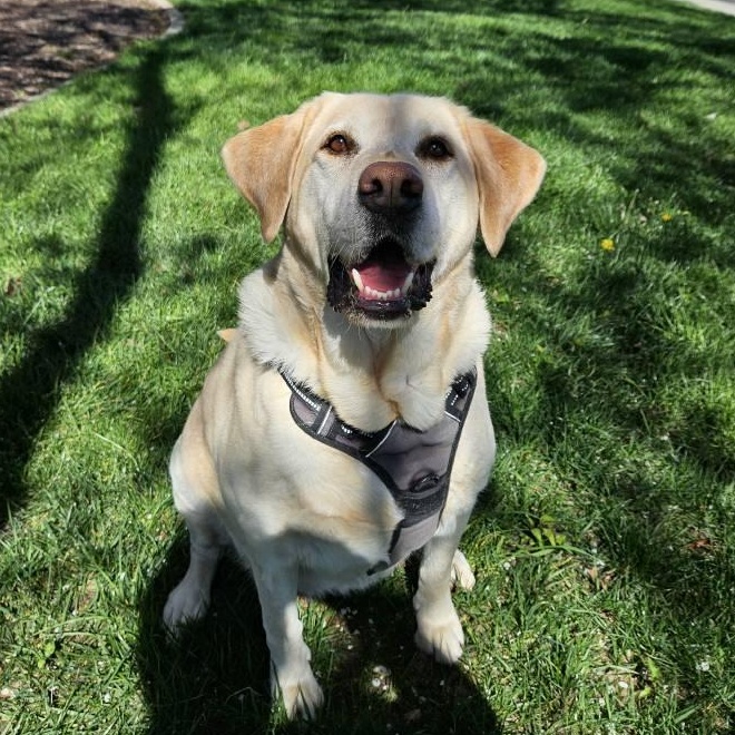 Enlarge Daisy, an adopted Labrador Retriever in San Francisco, CA image 1/4