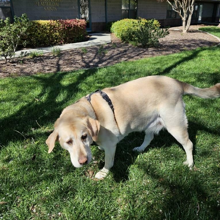 Enlarge Daisy, an adopted Labrador Retriever in San Francisco, CA image 3/4