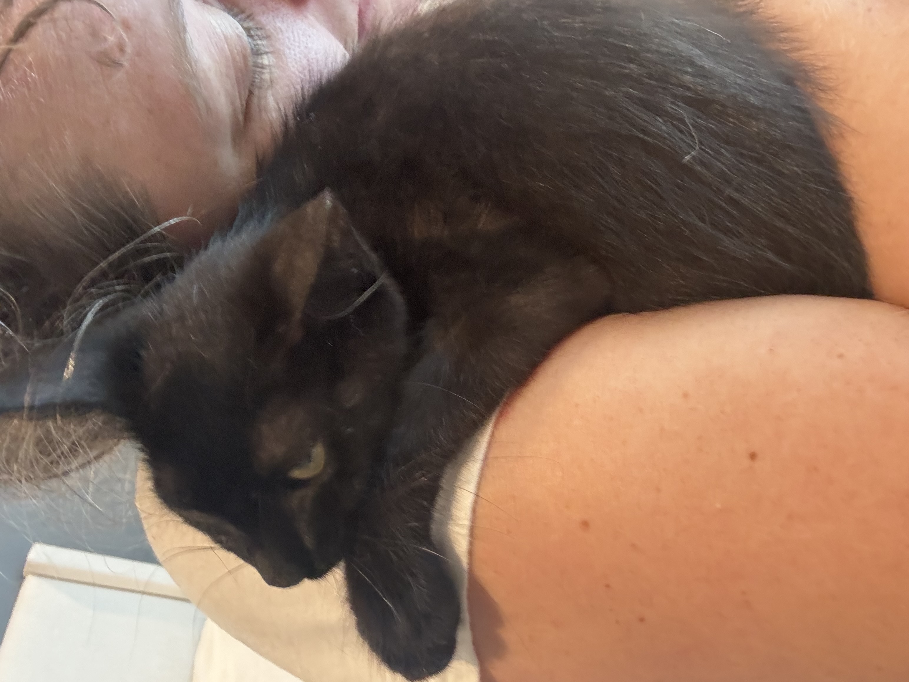 Benjamin “Benny the Jet” Rodriguez, a Adopted Domestic Short Hair in Thornton, CO image 5/5