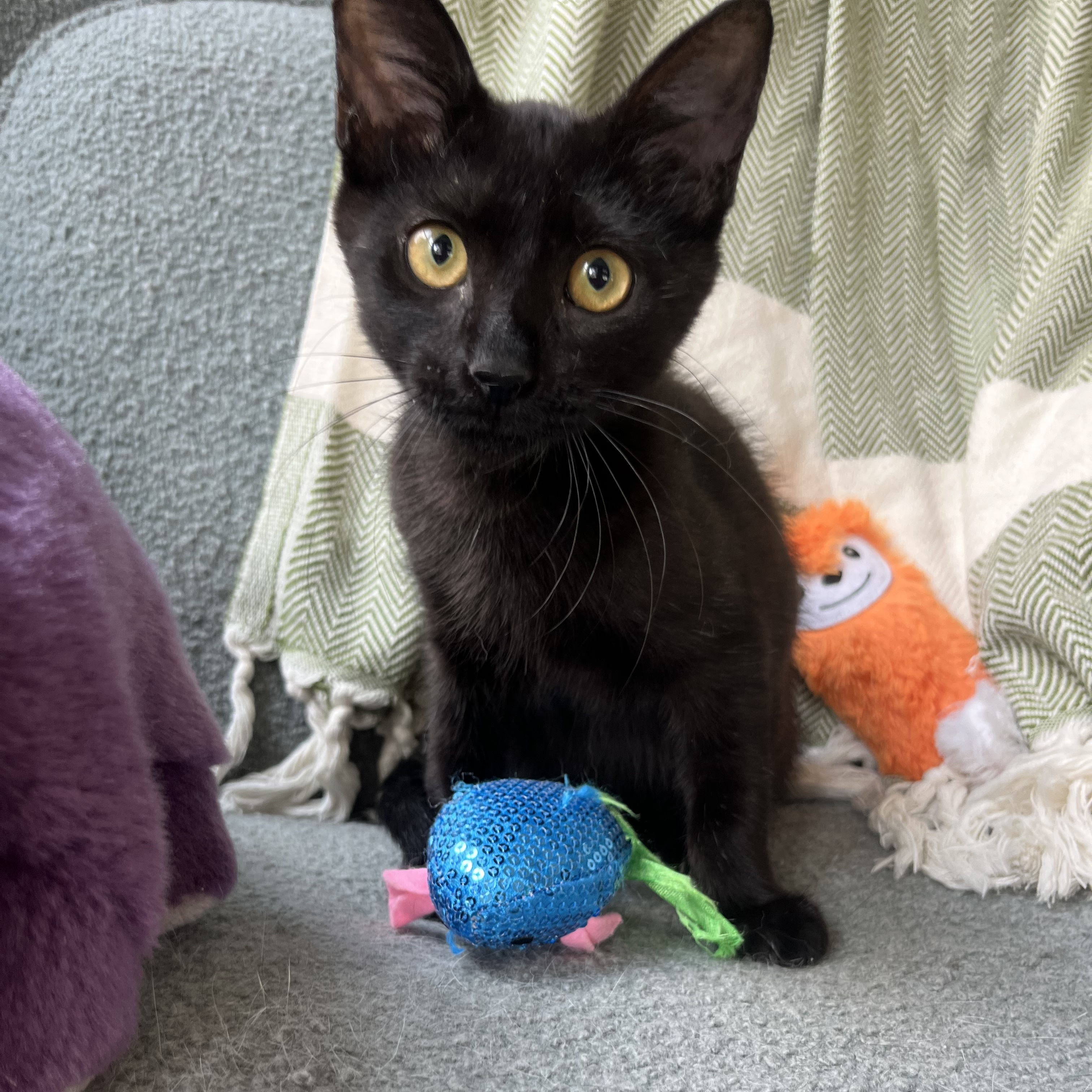 Benjamin “Benny the Jet” Rodriguez, Adopted, Kitten Male Domestic Short Hair.