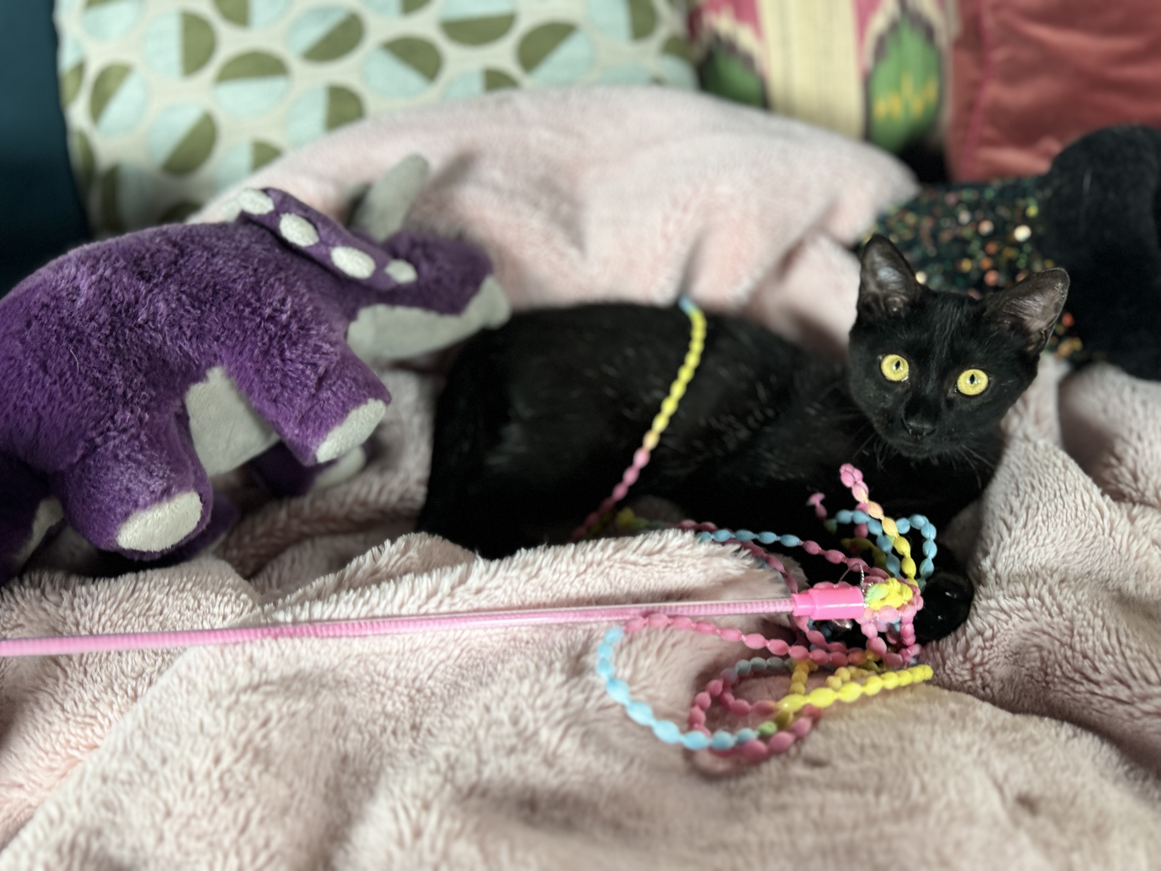 Benjamin “Benny the Jet” Rodriguez, a Adopted Domestic Short Hair in Thornton, CO image 2/5