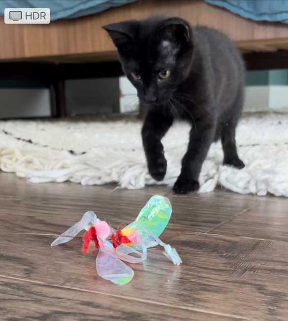 Benjamin “Benny the Jet” Rodriguez, a Adopted Domestic Short Hair in Thornton, CO image 4/5