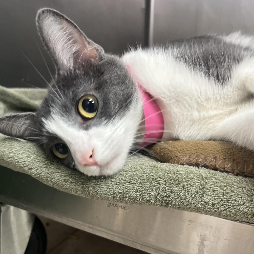 Lucy — thumbnail 3