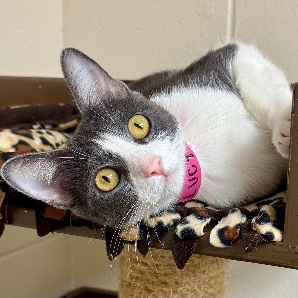 Lucy — thumbnail 4