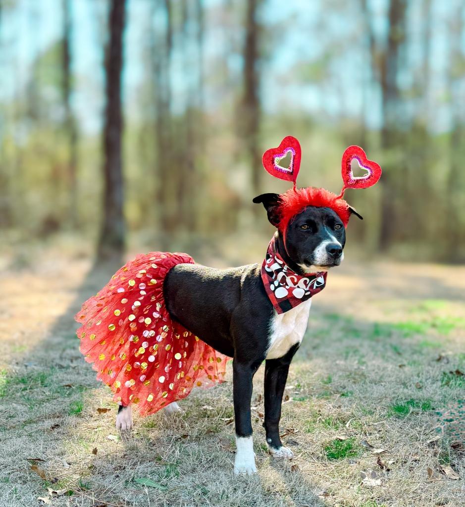 Addie, a Adoptable mixed breed in Macon, GA image 1/6