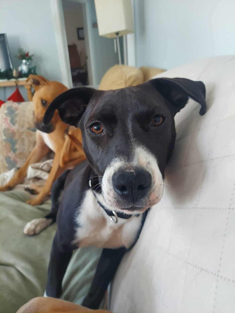 Addie, a Adoptable mixed breed in Macon, GA image 2/6