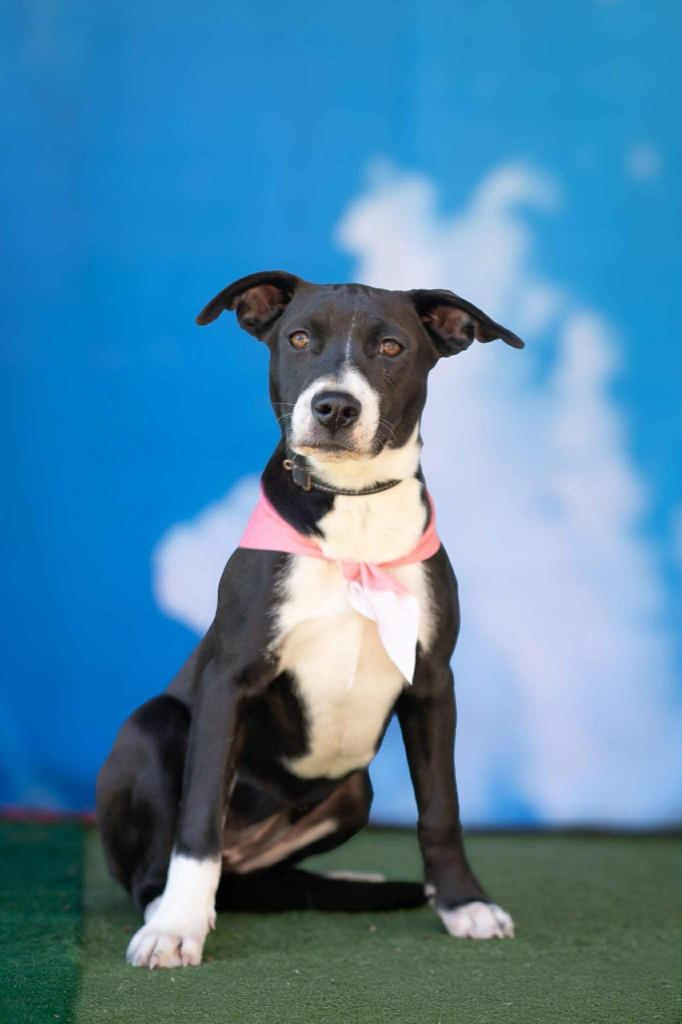 Addie, a Adoptable mixed breed in Macon, GA image 3/6