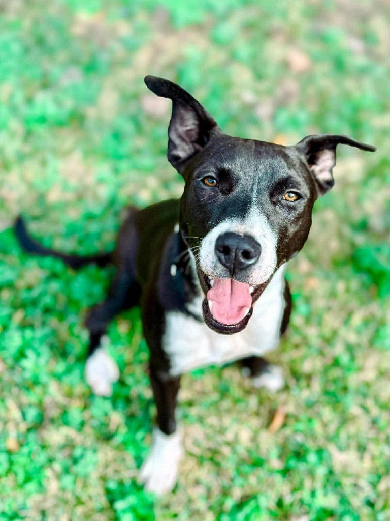 Addie, a Adoptable mixed breed in Macon, GA image 4/6