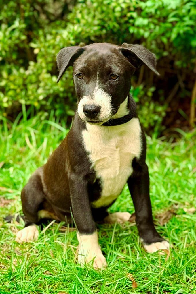 Addie, a Adoptable mixed breed in Macon, GA image 1/6