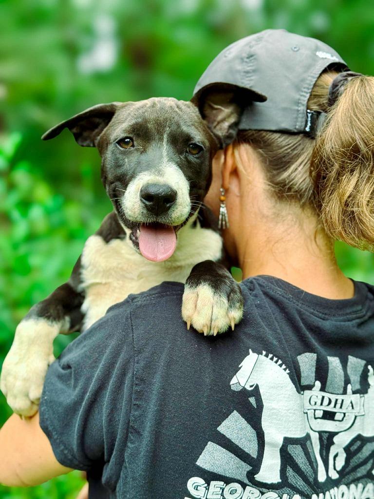 Addie, a Adoptable mixed breed in Macon, GA image 3/6