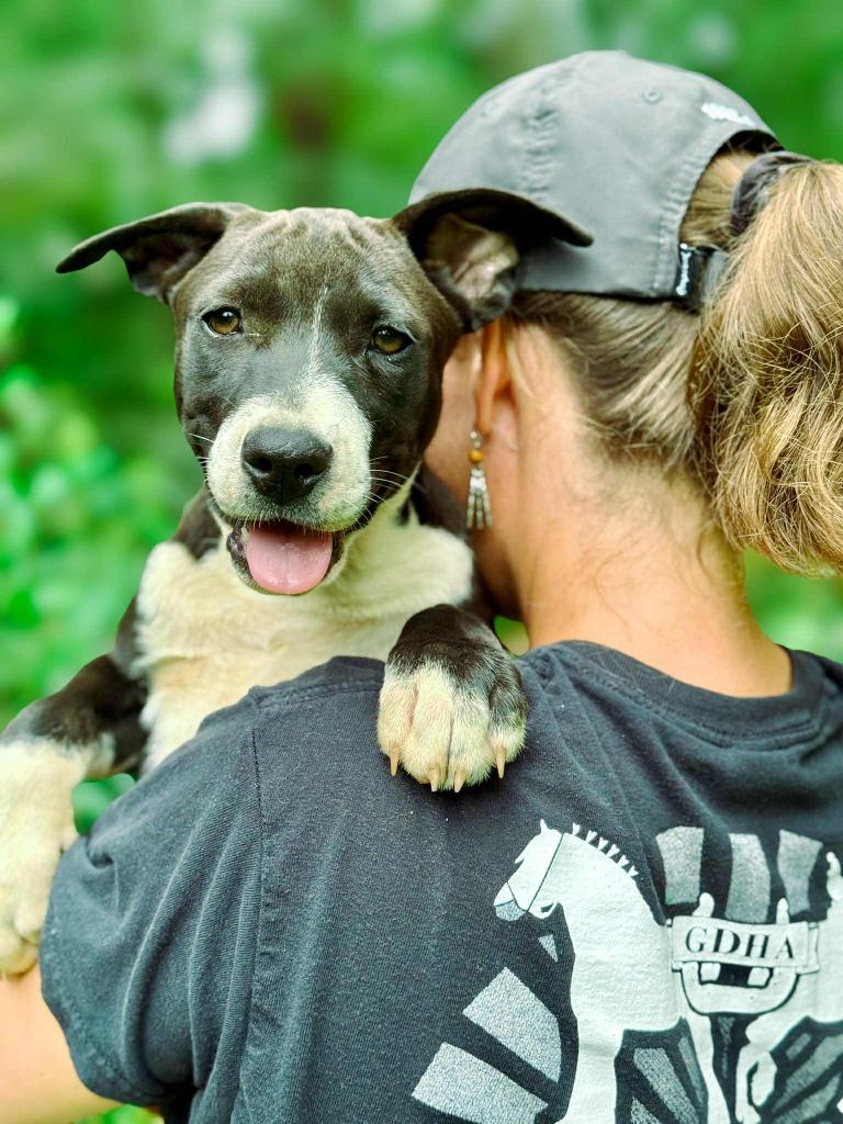 Addie, a Adoptable mixed breed in Macon, GA image 4/6