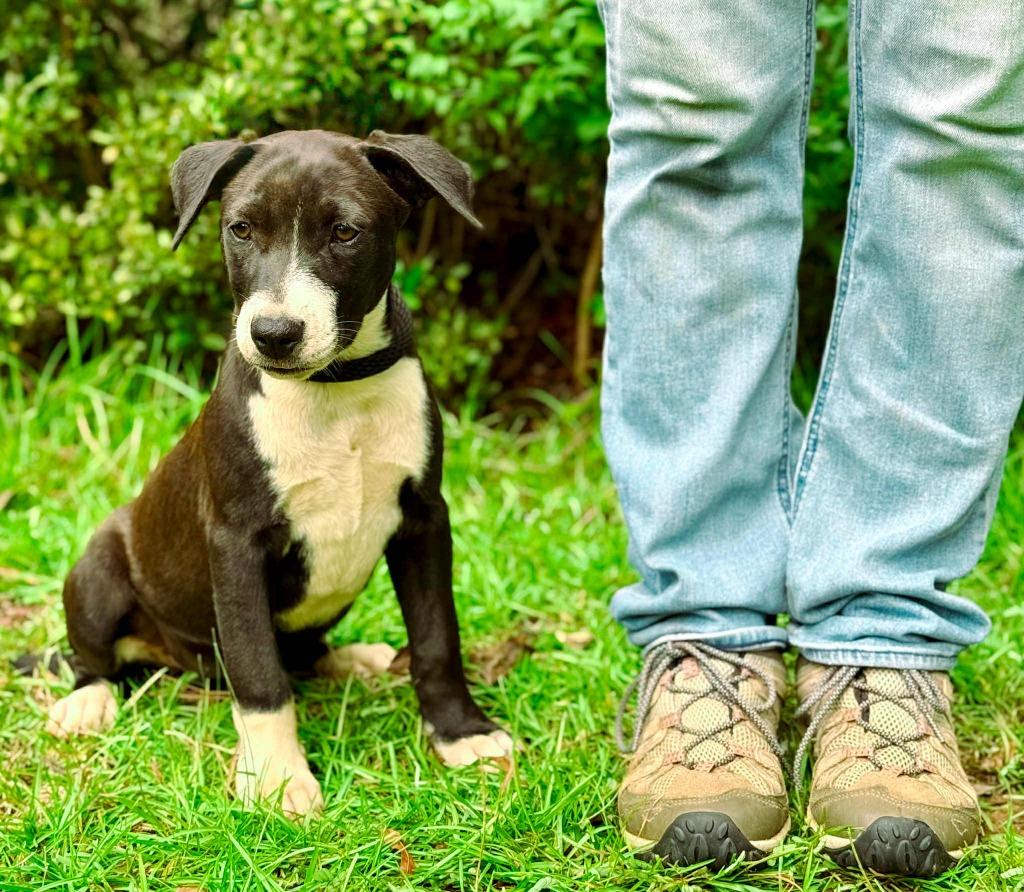 Addie, a Adoptable mixed breed in Macon, GA image 5/6