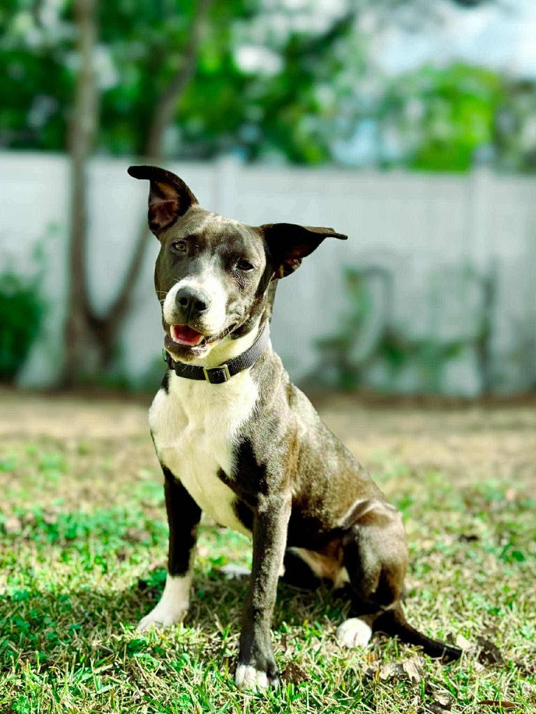 Addie, a Adoptable mixed breed in Macon, GA image 6/6