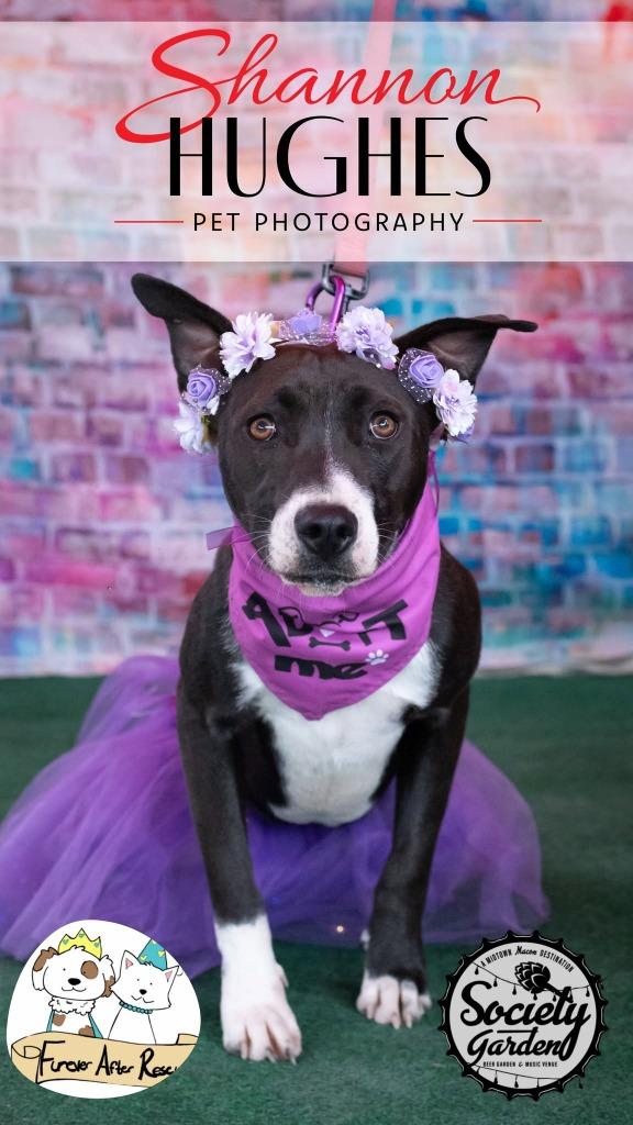Enlarge Addie, a Adoptable mixed breed in Macon, GA image 6/6