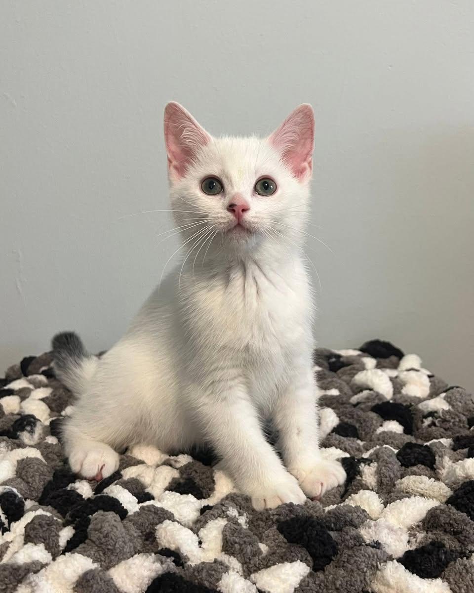 Bitsy, adopted, Kitten Female Domestic Short Hair.