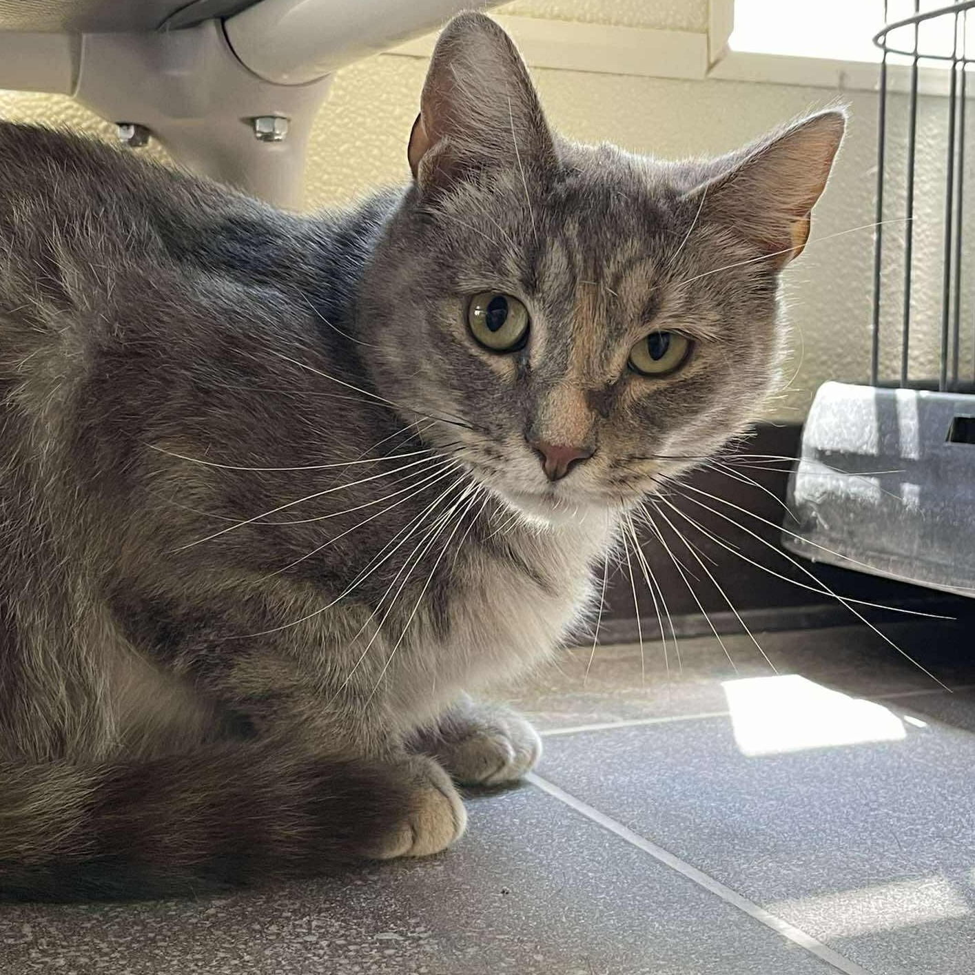 Salamander , adoptable, Adult Female Domestic Short Hair.