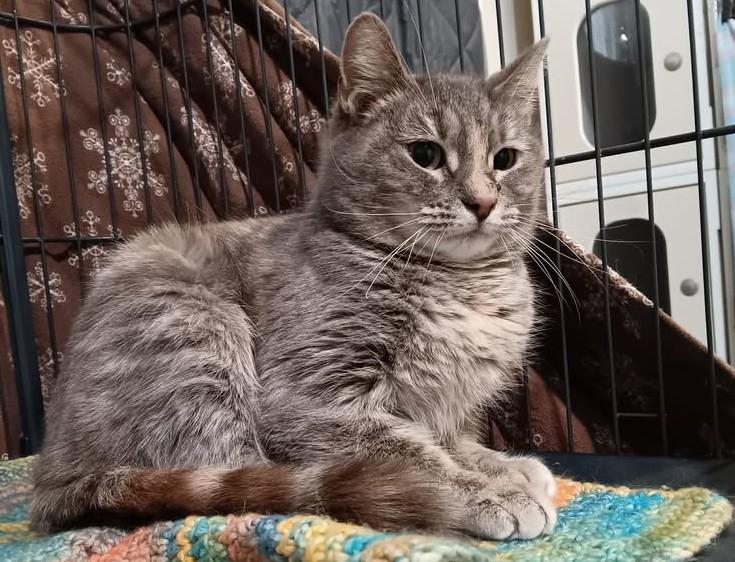 Salamander , ADOPTABLE, Adult Female Domestic Short Hair.