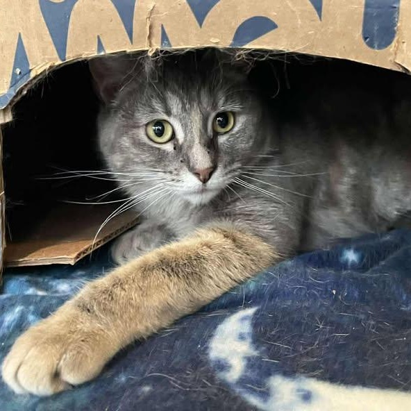 Enlarge Salamander , an adoptable Domestic Short Hair in Winthrop, ME image 1/2