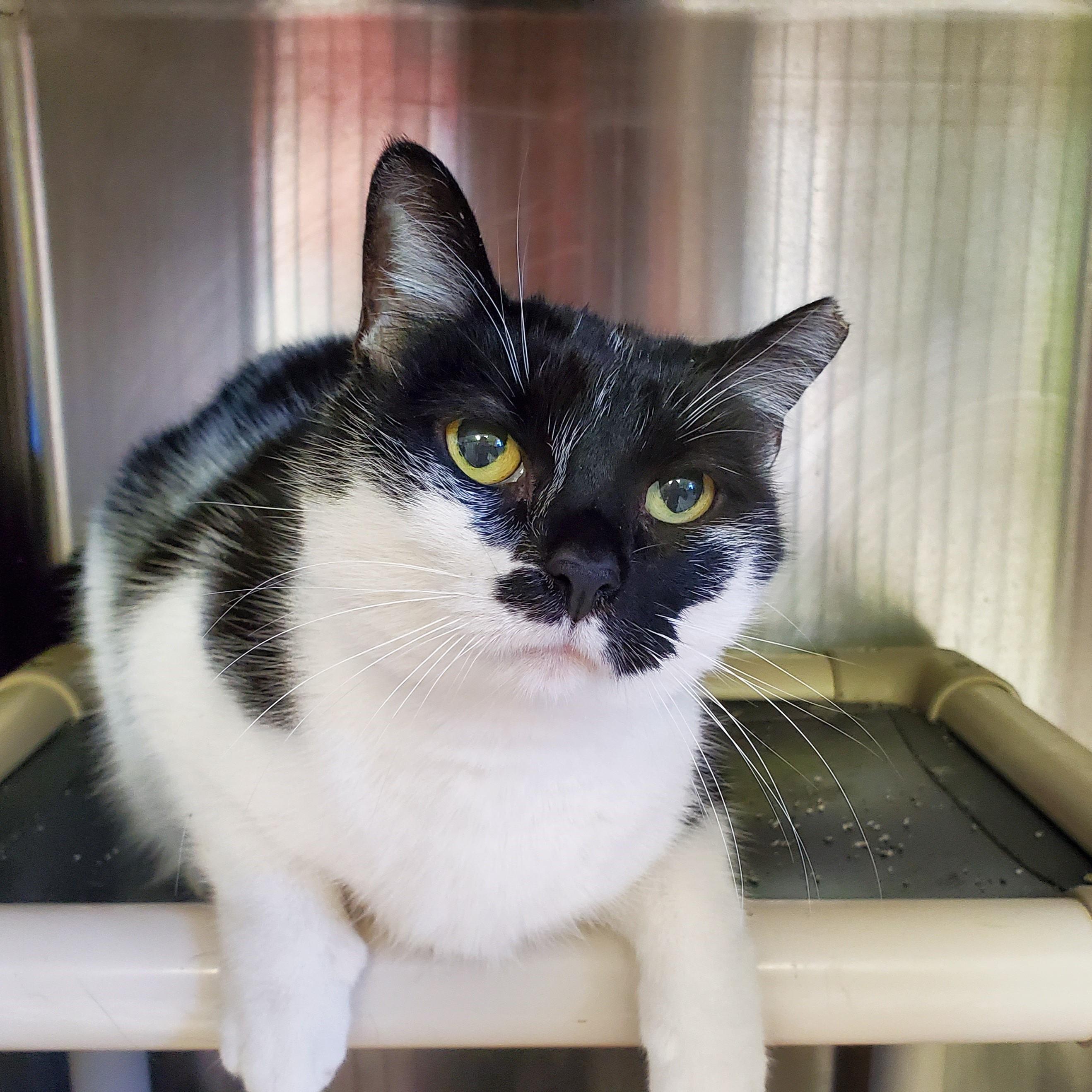 Cassandra, adopted, Adult Female Domestic Short Hair.